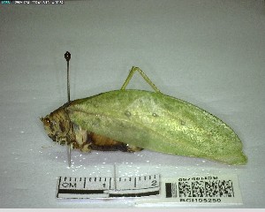  ( - YB-BCI195250)  @11 [ ] No Rights Reserved  Unspecified Unspecified