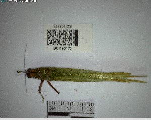  (Ceraia tibialoides - YB-BCI195173)  @11 [ ] No Rights Reserved  Unspecified Unspecified