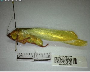  ( - YB-BCI195173)  @11 [ ] No Rights Reserved  Unspecified Unspecified