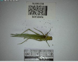  ( - YB-BCI195176)  @11 [ ] No Rights Reserved  Unspecified Unspecified