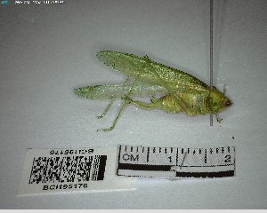  ( - YB-BCI195176)  @11 [ ] No Rights Reserved  Unspecified Unspecified