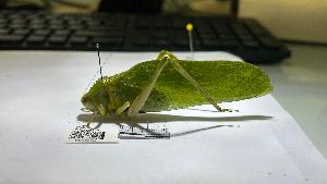  ( - YB-BCI195166)  @11 [ ] No Rights Reserved  Unspecified Unspecified