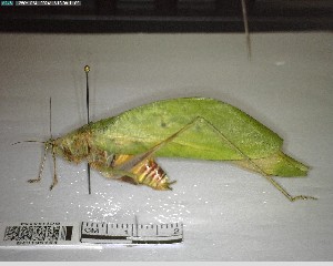  ( - YB-BCI195154)  @11 [ ] No Rights Reserved  Unspecified Unspecified