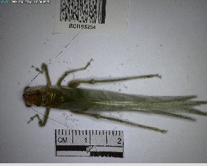  (Anapolisia - YB-BCI195254)  @11 [ ] No Rights Reserved  Unspecified Unspecified