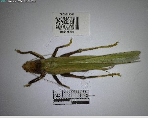  (Erioloides - YB-BCI195230)  @11 [ ] No Rights Reserved  Unspecified Unspecified