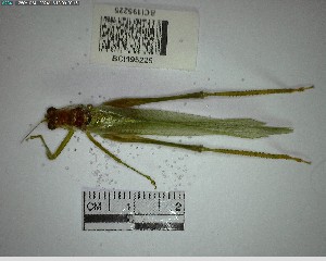  ( - YB-BCI195225)  @11 [ ] No Rights Reserved  Unspecified Unspecified