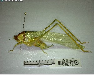  ( - YB-BCI195225)  @11 [ ] No Rights Reserved  Unspecified Unspecified