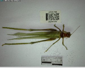  ( - YB-BCI195243)  @11 [ ] No Rights Reserved  Unspecified Unspecified