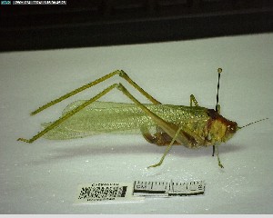  ( - YB-BCI195243)  @11 [ ] No Rights Reserved  Unspecified Unspecified