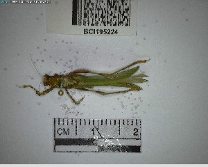  ( - YB-BCI195224)  @11 [ ] No Rights Reserved  Unspecified Unspecified