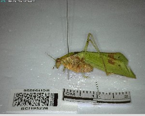  ( - YB-BCI195226)  @11 [ ] No Rights Reserved  Unspecified Unspecified