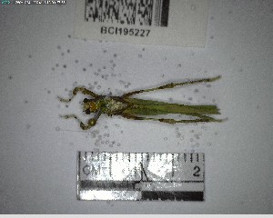  ( - YB-BCI195227)  @11 [ ] No Rights Reserved  Unspecified Unspecified