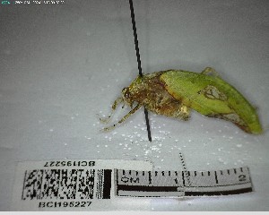  ( - YB-BCI195227)  @11 [ ] No Rights Reserved  Unspecified Unspecified