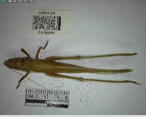  ( - YB-BCI195591)  @11 [ ] No Rights Reserved  Unspecified Unspecified