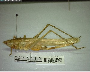  ( - YB-BCI195591)  @11 [ ] No Rights Reserved  Unspecified Unspecified