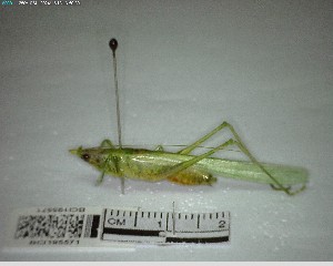  ( - YB-BCI195571)  @11 [ ] No Rights Reserved  Unspecified Unspecified