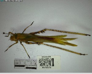  (Vellea - YB-BCI195249)  @11 [ ] No Rights Reserved  Unspecified Unspecified