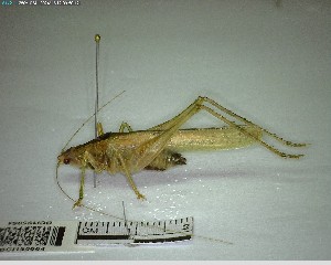  ( - YB-BCI195064)  @11 [ ] No Rights Reserved  Unspecified Unspecified