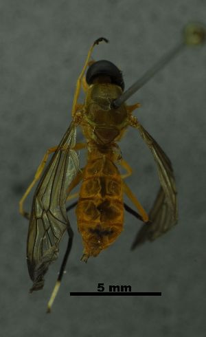  ( - SG-BCISP-2782)  @13 [ ] No Rights Reserved (2015) Unspecified n/a