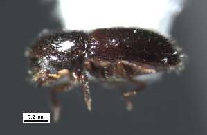  (Pityophthorus sp. cur87SG - SG-BCISP-503)  @12 [ ] No Rights Reserved (2013) Unspecified NA