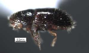  (Pityophthorus sp. cur87SG - SG-BCISP-5646)  @12 [ ] No Rights Reserved (2013) Unspecified NA