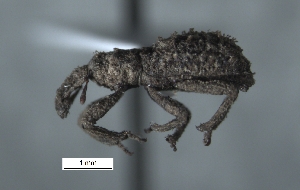  (Geobyrsa nodifera - SG-BCISP-631)  @11 [ ] No Rights Reserved (2013) Unspecified n/a