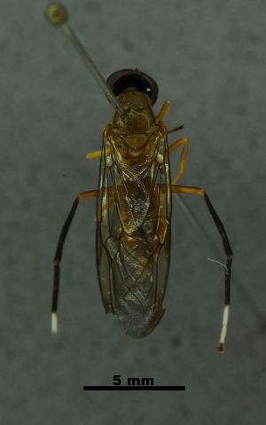  ( - SG-BCISP-7340)  @13 [ ] No Rights Reserved (2015) Unspecified n/a