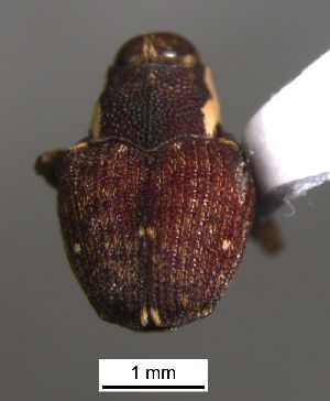  ( - SG-BCISP-8286)  @11 [ ] No Rights Reserved (2015) Unspecified n/a