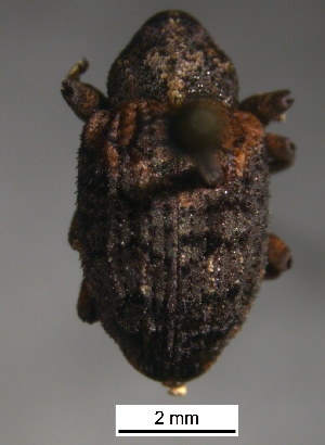  ( - SG-BCISP-8853)  @12 [ ] No Rights Reserved (2013) Unspecified n/a