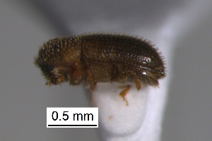  (Hypothenemus sp. cur194SG - SG-BCISP-9081)  @11 [ ] No Rights Reserved (2013) Unspecified n/a