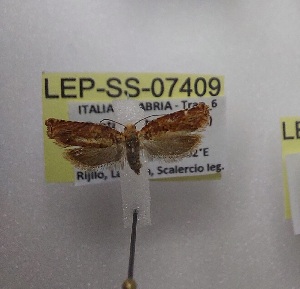  ( - LEP-SS-07409)  @11 [ ] No Rights Reserved (2025) Stefano Scalercio Consiglio per la ricerca in agricoltura e l'analisi dell'economia agraria