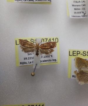  ( - LEP-SS-07410)  @11 [ ] No Rights Reserved (2025) Stefano Scalercio Consiglio per la ricerca in agricoltura e l'analisi dell'economia agraria