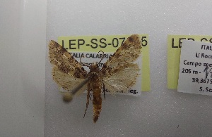  ( - LEP-SS-07085)  @11 [ ] No Rights Reserved (2025) Stefano Scalercio Consiglio per la ricerca in agricoltura e l'analisi dell'economia agraria