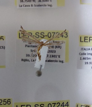  ( - LEP-SS-07243)  @11 [ ] No Rights Reserved (2025) Stefano Scalercio Consiglio per la ricerca in agricoltura e l'analisi dell'economia agraria