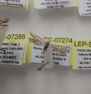  ( - LEP-SS-07274)  @11 [ ] No Rights Reserved (2025) Stefano Scalercio Consiglio per la ricerca in agricoltura e l'analisi dell'economia agraria