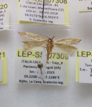  ( - LEP-SS-07309)  @11 [ ] No Rights Reserved (2025) Stefano Scalercio Consiglio per la ricerca in agricoltura e l'analisi dell'economia agraria