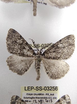  ( - LEP-SS-03255)  @11 [ ] No Rights Reserved (2023) Stefano Scalercio Consiglio per la ricerca in agricoltura e l'analisi dell'economia agraria