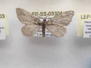  ( - LEP-SS-03304)  @11 [ ] No Rights Reserved (2023) Stefano Scalercio Consiglio per la ricerca in agricoltura e l'analisi dell'economia agraria