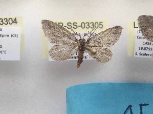  ( - LEP-SS-03305)  @11 [ ] No Rights Reserved (2023) Stefano Scalercio Consiglio per la ricerca in agricoltura e l'analisi dell'economia agraria