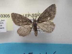  ( - LEP-SS-03306)  @11 [ ] No Rights Reserved (2023) Stefano Scalercio Consiglio per la ricerca in agricoltura e l'analisi dell'economia agraria