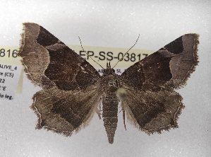  ( - LEP-SS-03817)  @11 [ ] No Rights Reserved (2023) Stefano Scalercio Consiglio per la ricerca in agricoltura e l'analisi dell'economia agraria