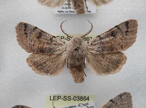  ( - LEP-SS-03863)  @11 [ ] No Rights Reserved (2023) Stefano Scalercio Consiglio per la ricerca in agricoltura e l'analisi dell'economia agraria