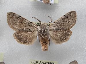  ( - LEP-SS-03864)  @11 [ ] No Rights Reserved (2023) Stefano Scalercio Consiglio per la ricerca in agricoltura e l'analisi dell'economia agraria