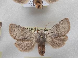  ( - LEP-SS-03865)  @11 [ ] No Rights Reserved (2023) Stefano Scalercio Consiglio per la ricerca in agricoltura e l'analisi dell'economia agraria