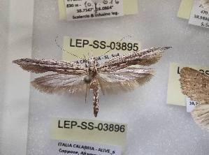  ( - LEP-SS-03895)  @11 [ ] No Rights Reserved (2023) Stefano Scalercio Consiglio per la ricerca in agricoltura e l'analisi dell'economia agraria