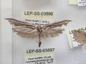  ( - LEP-SS-03896)  @11 [ ] No Rights Reserved (2023) Stefano Scalercio Consiglio per la ricerca in agricoltura e l'analisi dell'economia agraria