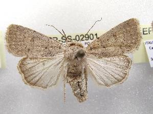  ( - LEP-SS-02901)  @11 [ ] No Rights Reserved (2023) Stefano Scalercio Consiglio per la ricerca in agricoltura e l'analisi dell'economia agraria