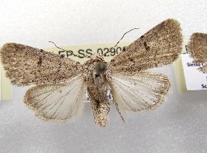  ( - LEP-SS-02902)  @11 [ ] No Rights Reserved (2023) Stefano Scalercio Consiglio per la ricerca in agricoltura e l'analisi dell'economia agraria