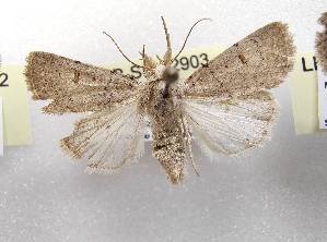  ( - LEP-SS-02903)  @11 [ ] No Rights Reserved (2023) Stefano Scalercio Consiglio per la ricerca in agricoltura e l'analisi dell'economia agraria