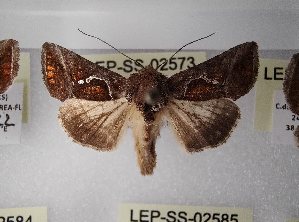  ( - LEP-SS-02573)  @11 [ ] No Rights Reserved (2023) Stefano Scalercio Consiglio per la ricerca in agricoltura e l'analisi dell'economia agraria